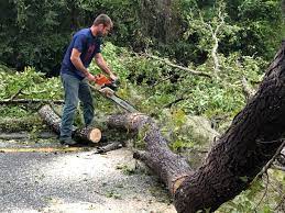 How Our Tree Care Process Works  in  West Newton, PA